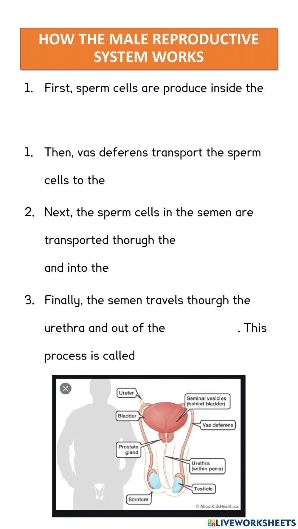 How the male reproductive system works