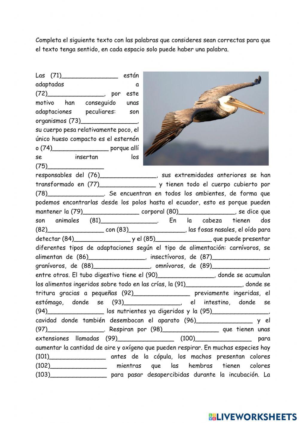Animales vertebrados - aves