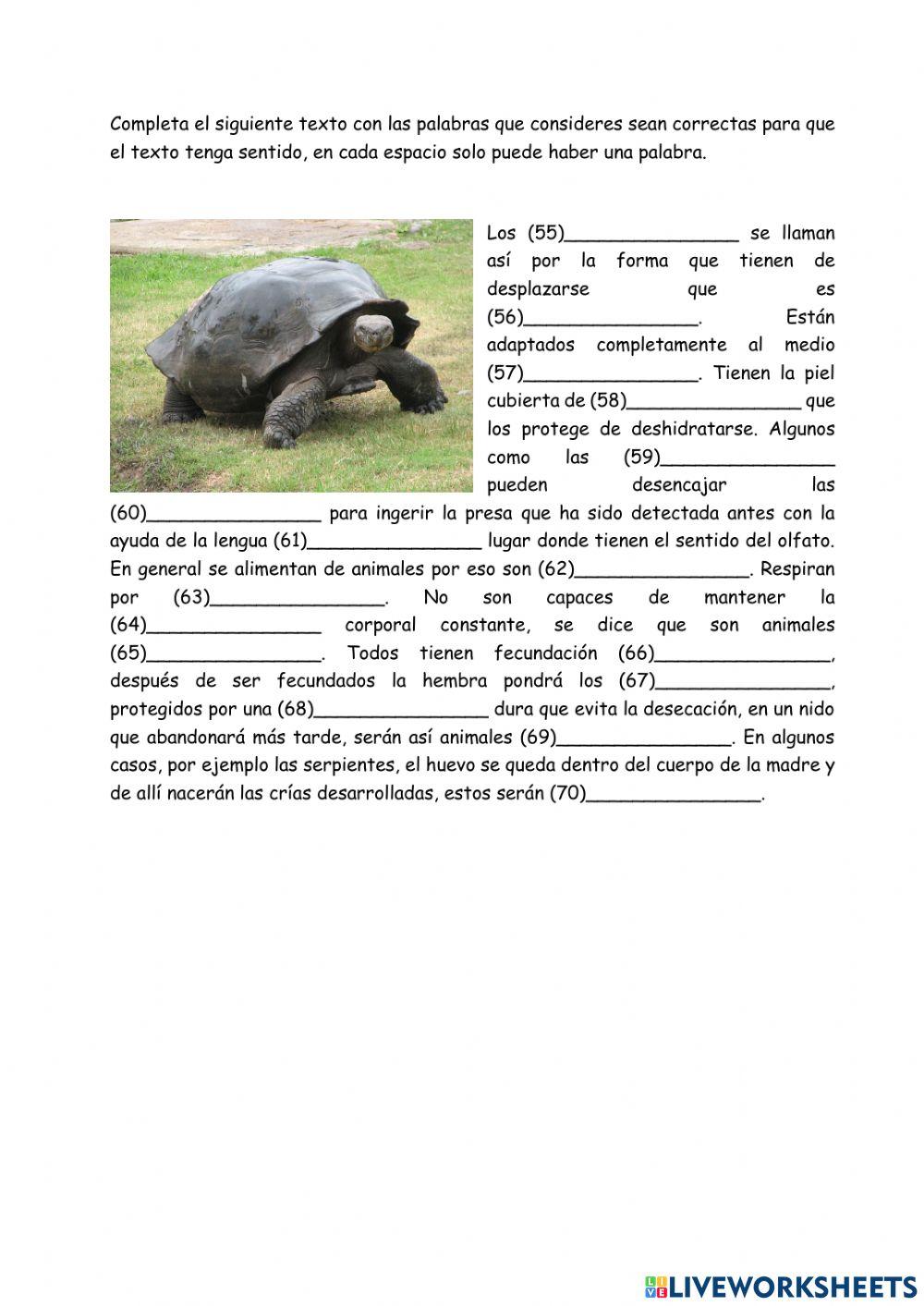 Animales vertebrados - reptiles