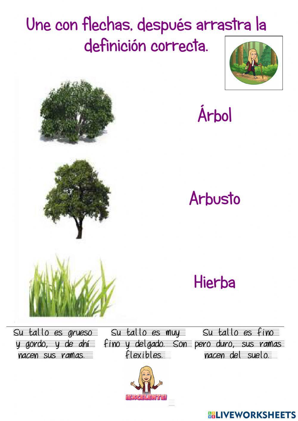 Árbol, arbusto o hierba