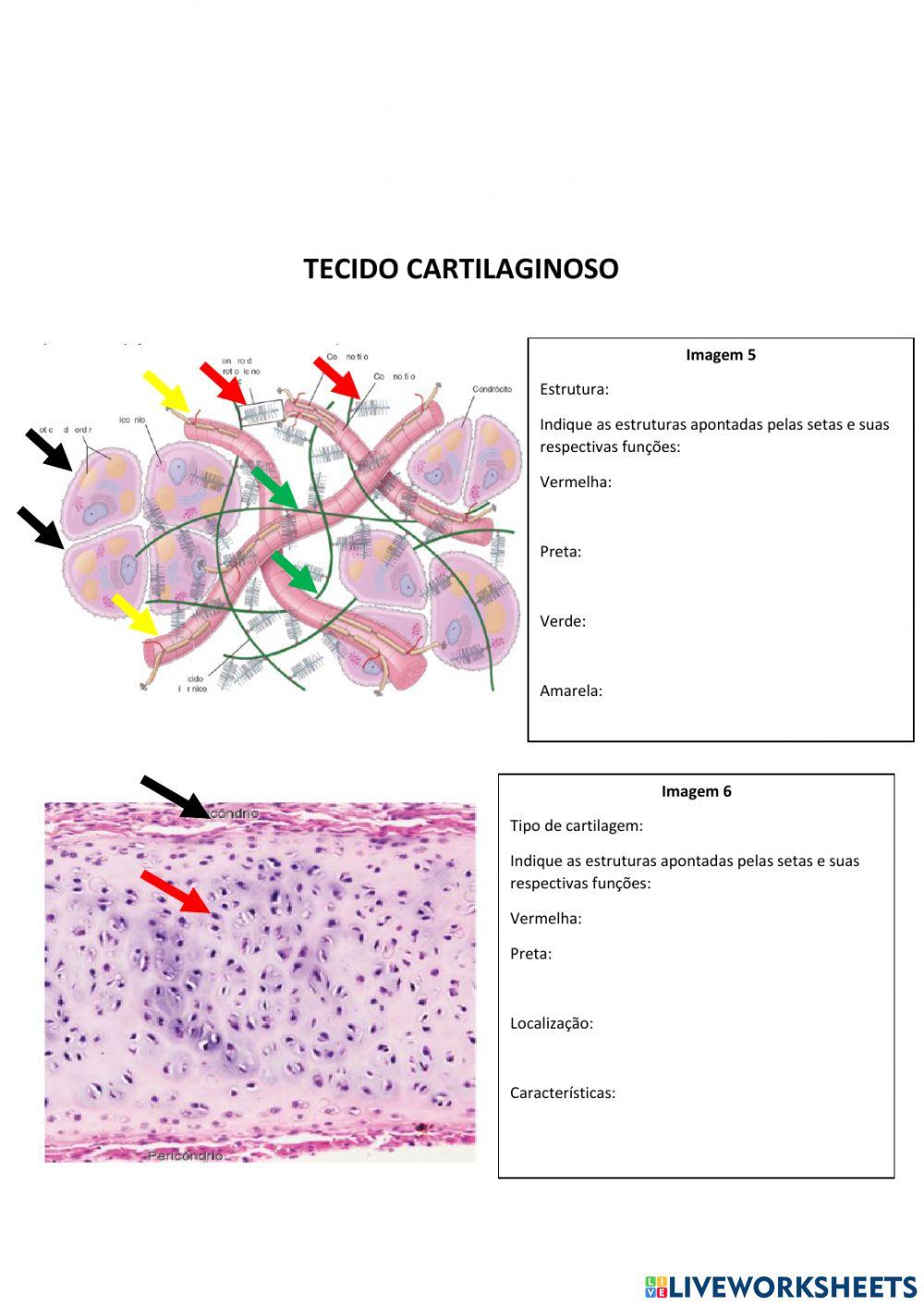 Aula prática - biologia dos tecidos - módulo ii