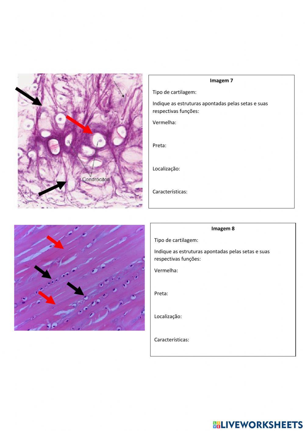 Aula prática - biologia dos tecidos - módulo ii