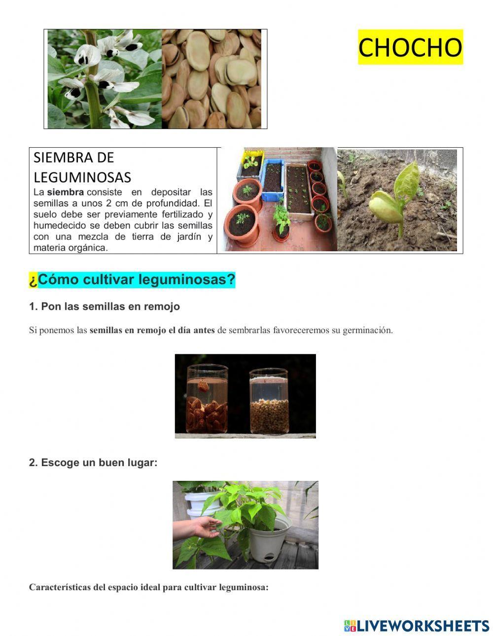 Siembra y cultivo de leguminosas