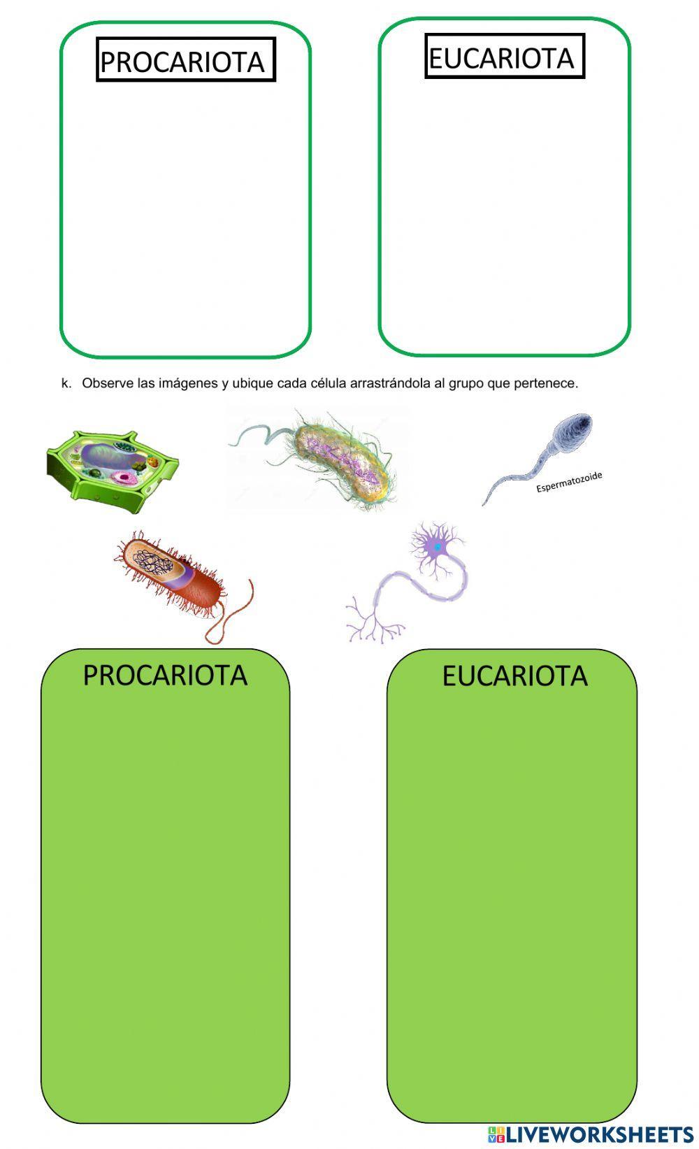 Célula procariota y eucariota