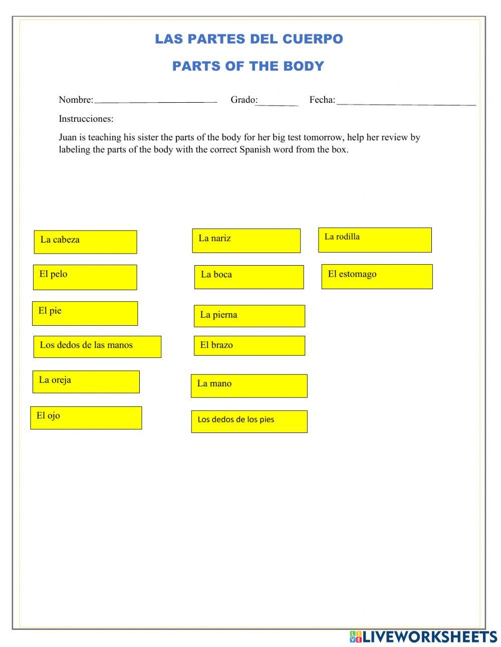Partes del cuerpo