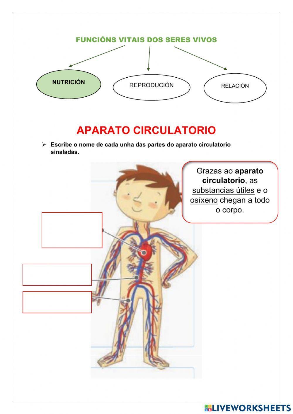 Ciencias Naturais-función nutrición-ap. circulatorio
