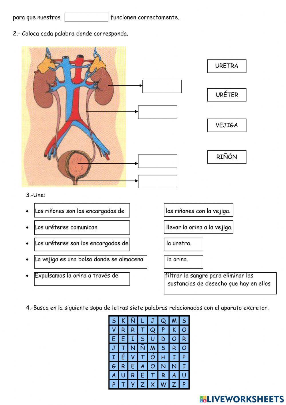 Aparato excretor