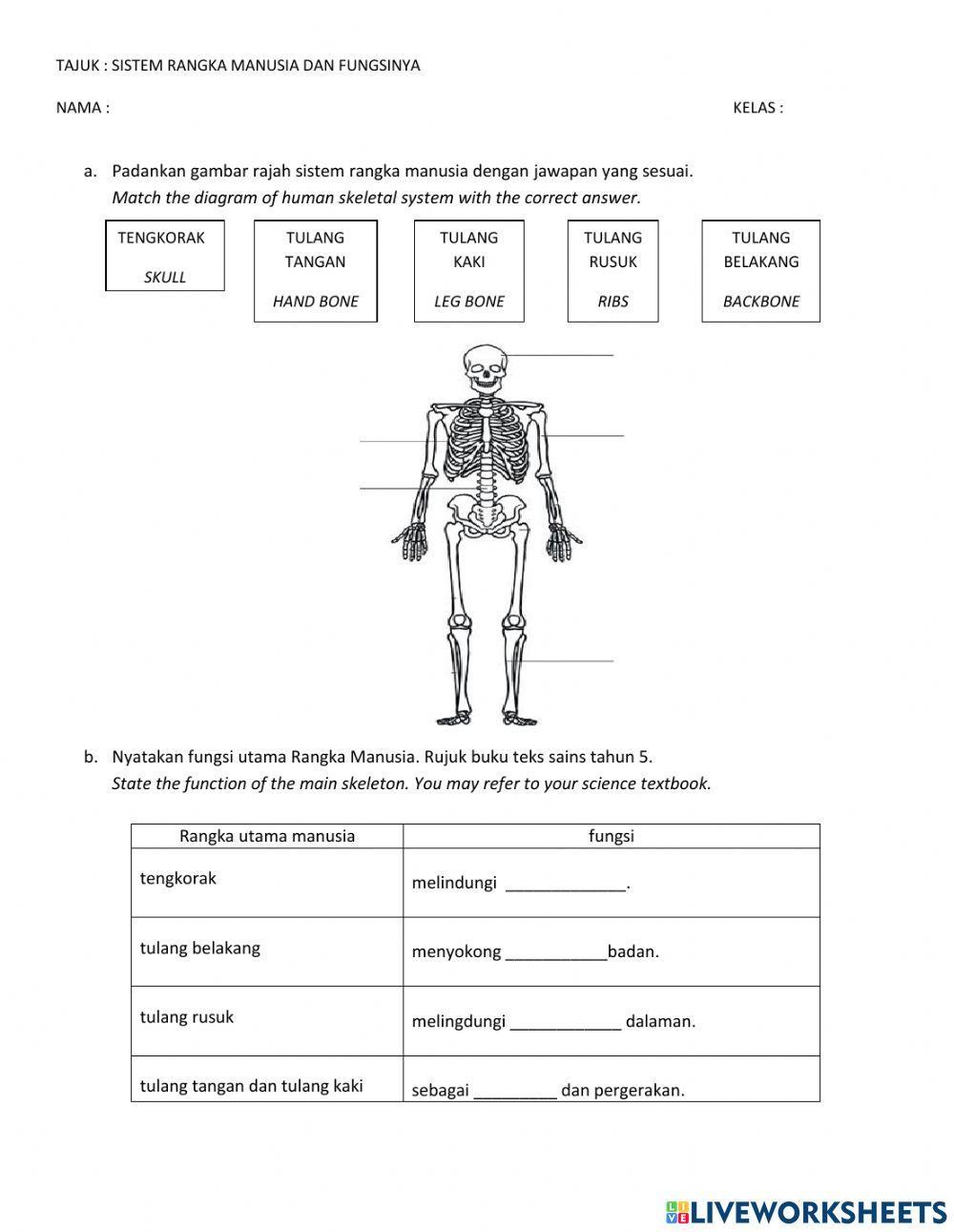 Sains tahun 5  sistem rangka manusia worksheet  Live Worksheets