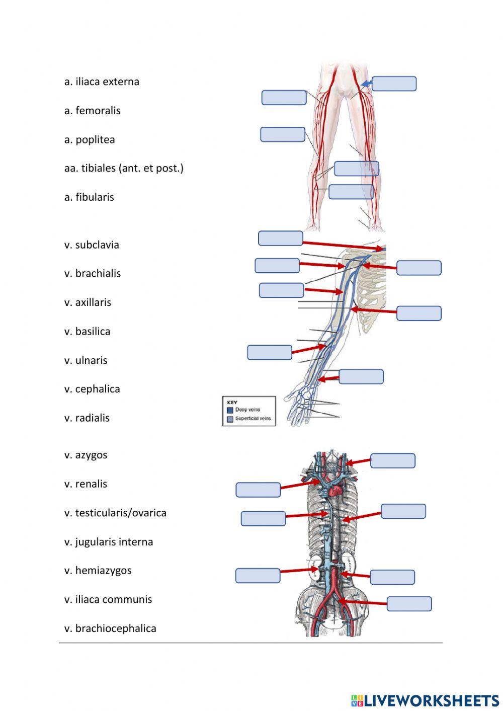 Circuitus sanguinis major - aorta abdominalis etc.