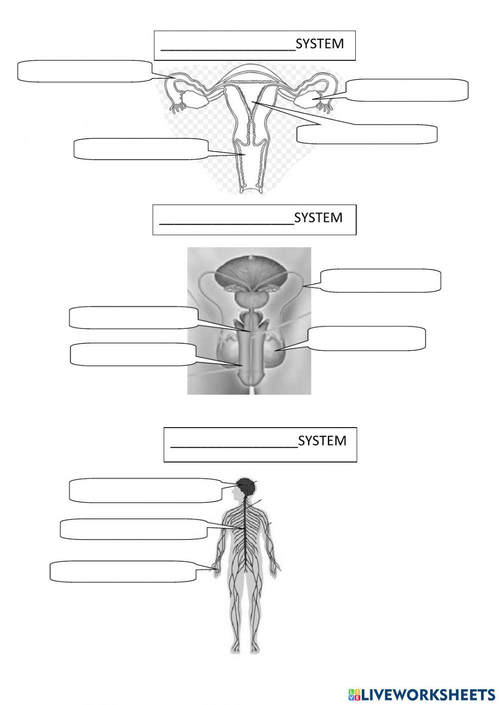 Body systems