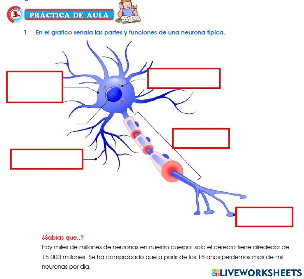 Partes de la neurona