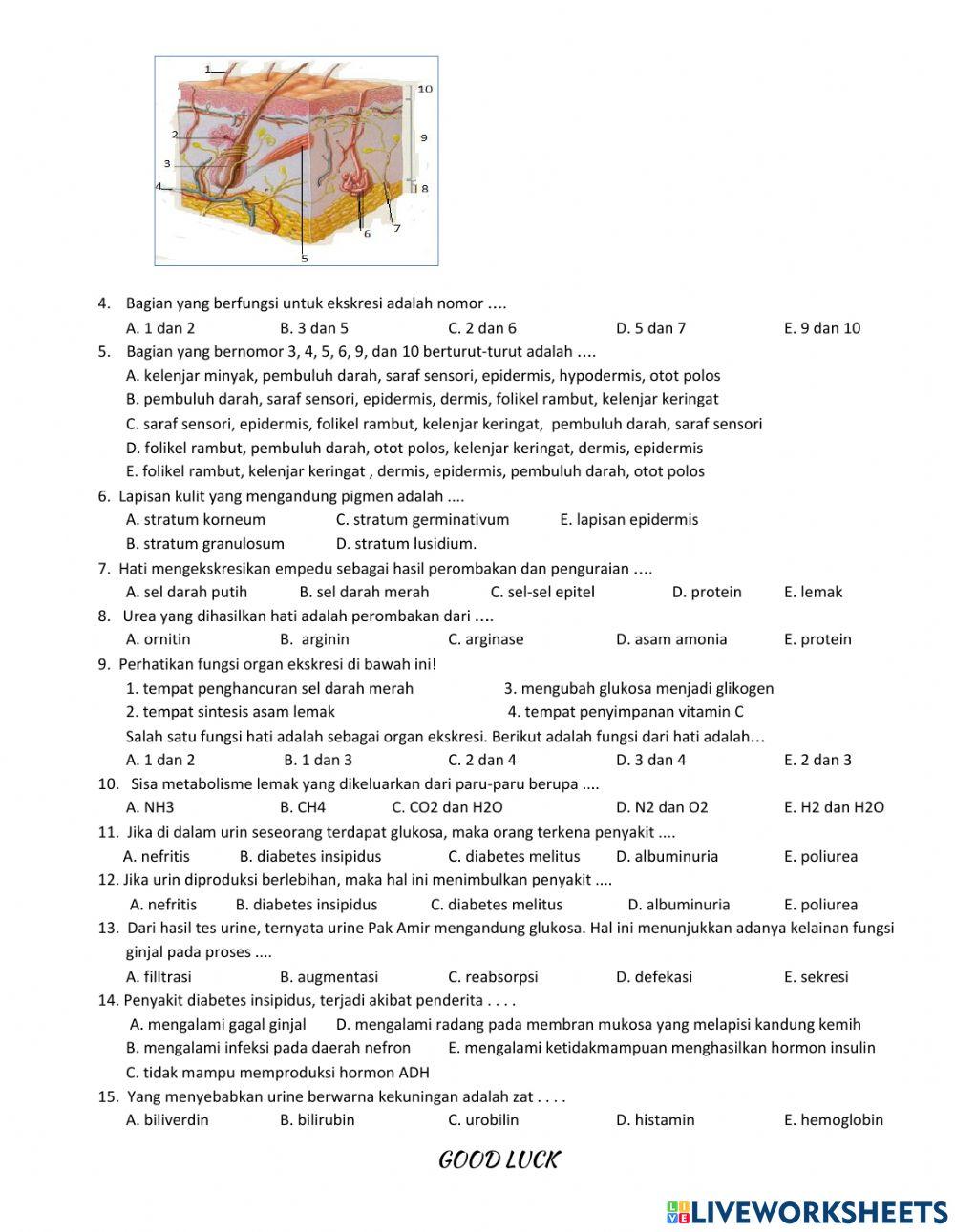 LKS 3.9.3 Kulit, Hati, Paru-paru sebagai Organ Ekskresi