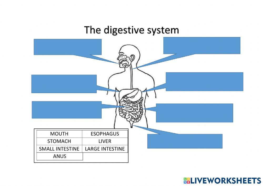 Body systems