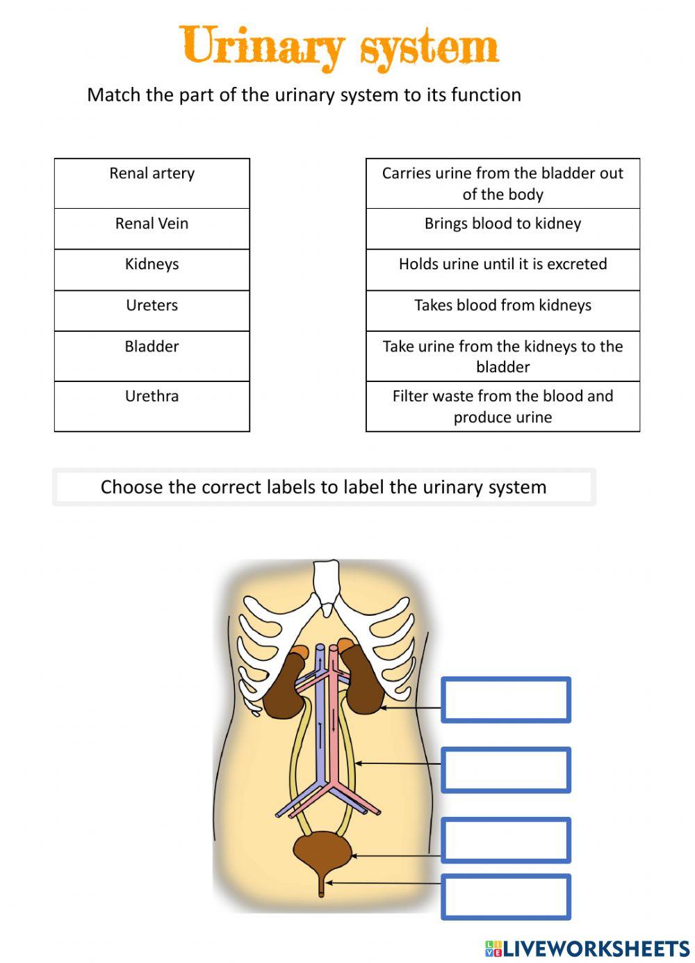 Urinary System Worksheet Tes