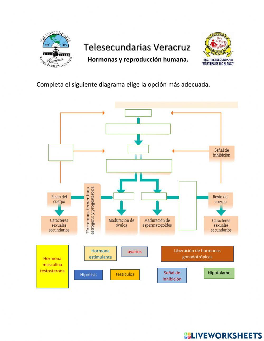 Hormonas y reproducción