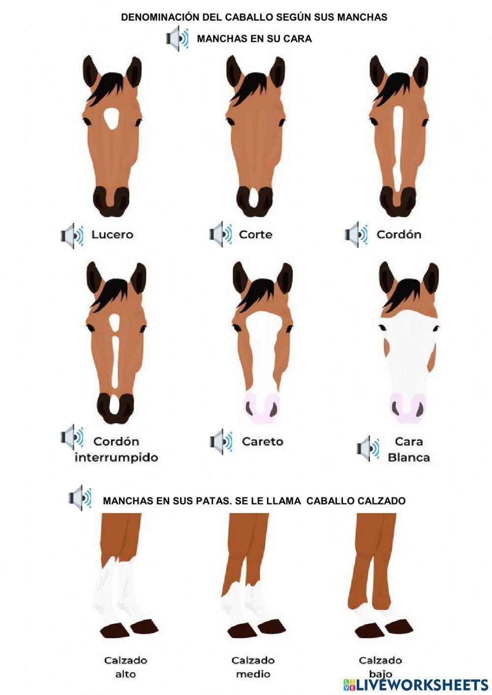 Tipos de caballos según sus manchas