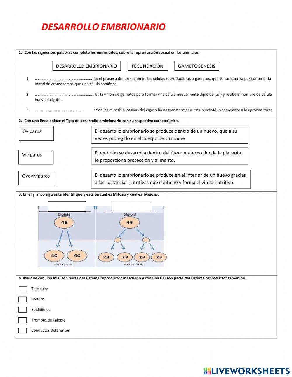 Desarrollo Embrionario
