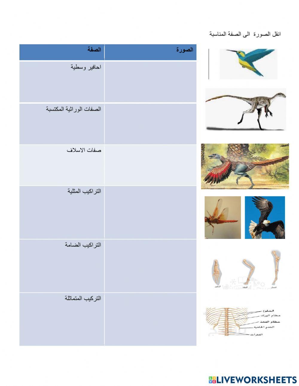 ورقة عمل تقويمية لادلة التطور