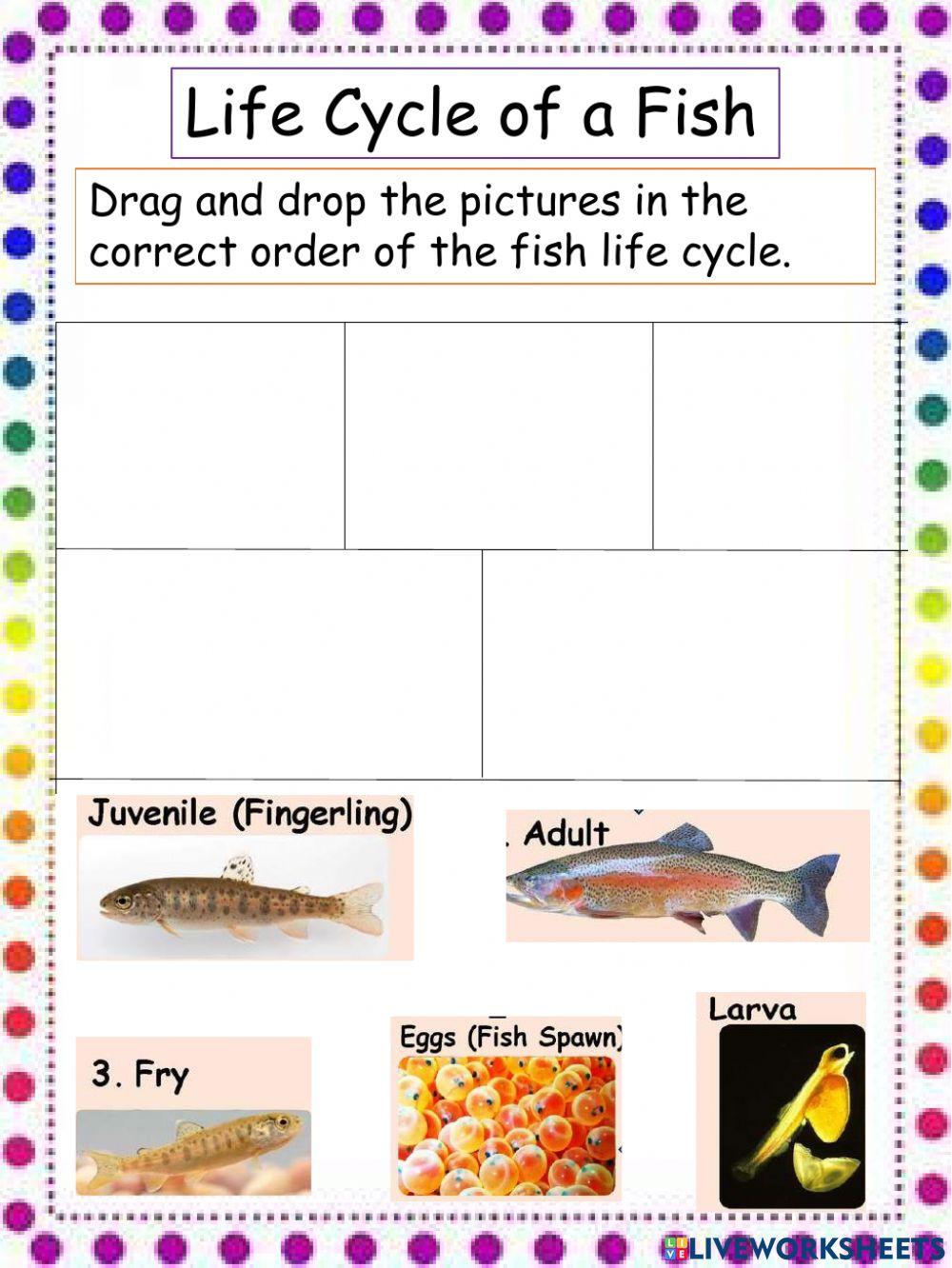 Life cycle of a Fish Life cycle of a Fish