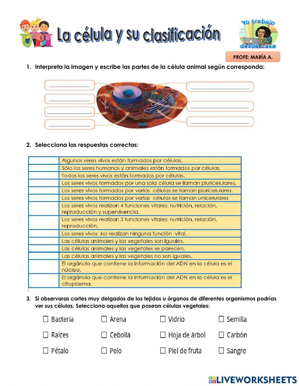 Clasificación celulas
