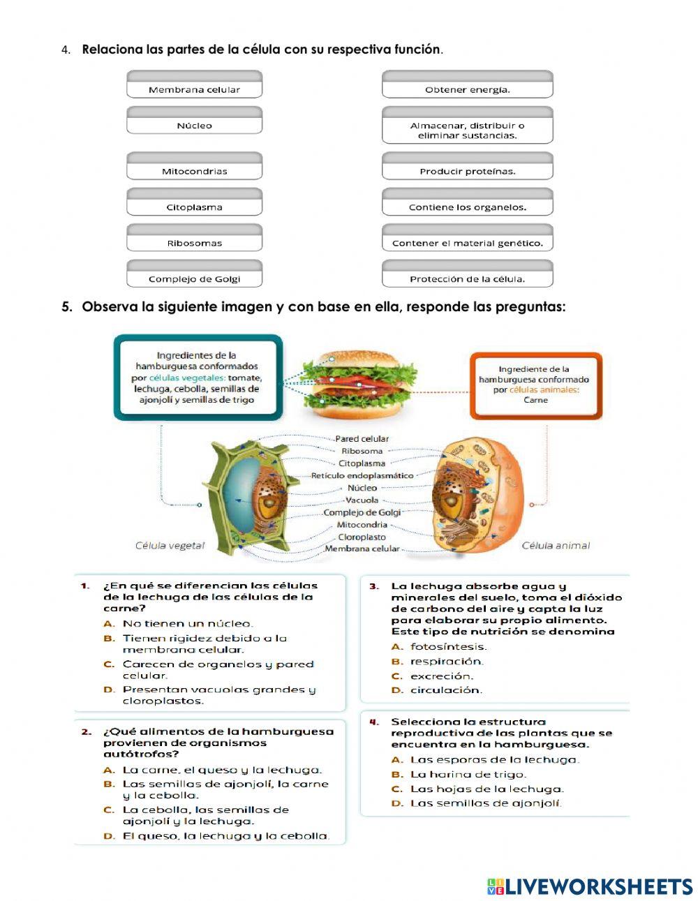 Clasificación celulas
