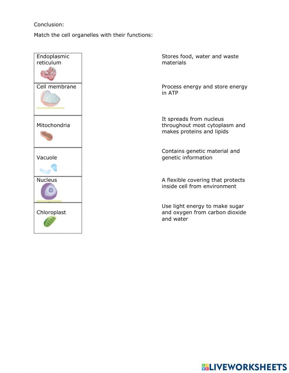 Plant and animal cell