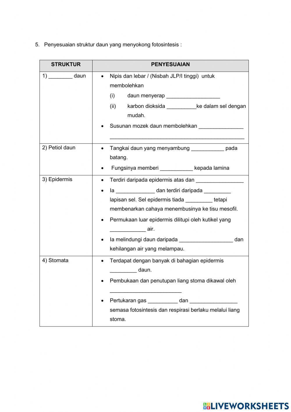 Struktur & fungsi daun