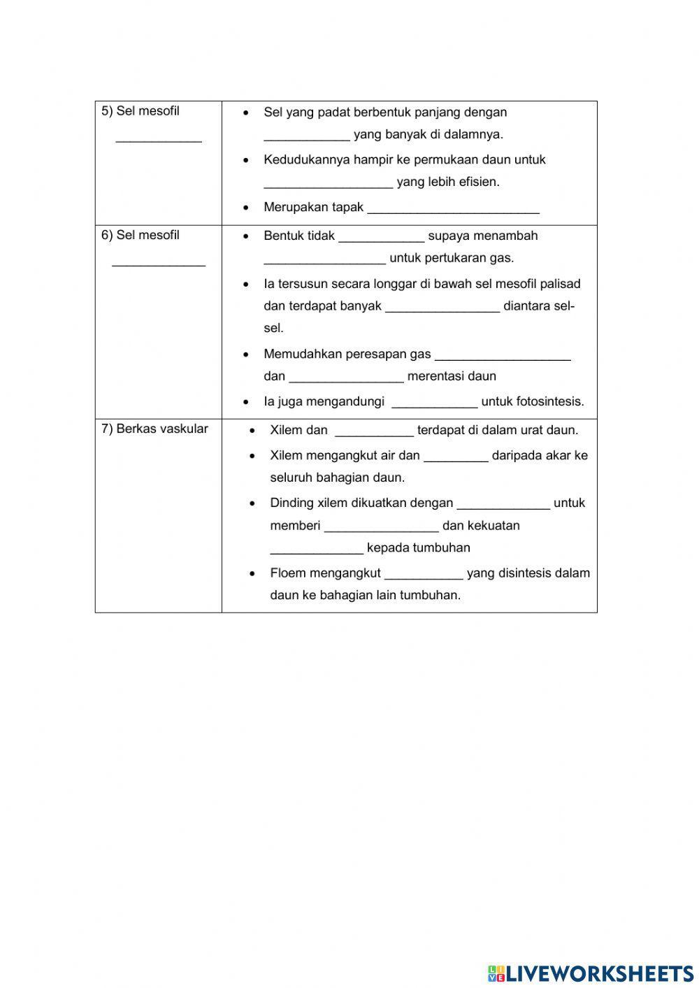 Struktur & fungsi daun