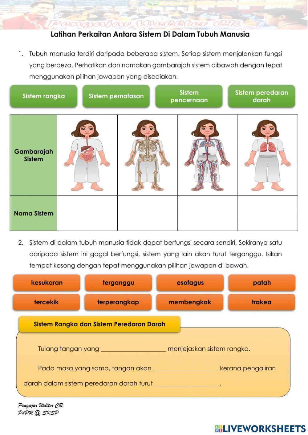 Tahun 5 Perkaitan Antara Sistem Di Dalam Tubuh Manusia Tahun 5 Perkaitan Antara Sistem Di Dalam Tubuh Manusia