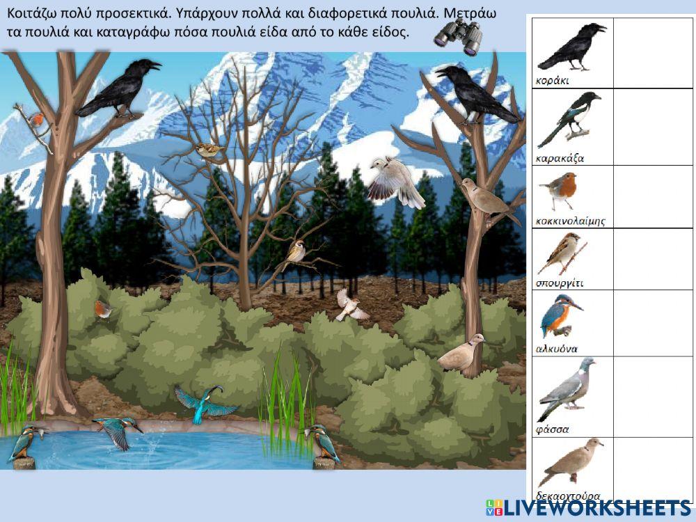Παρατηρητής πουλιών το Χειμώνα