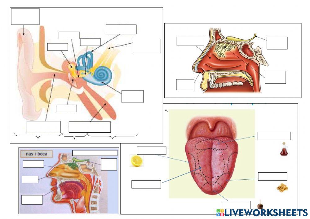 Òrgans dels sentits