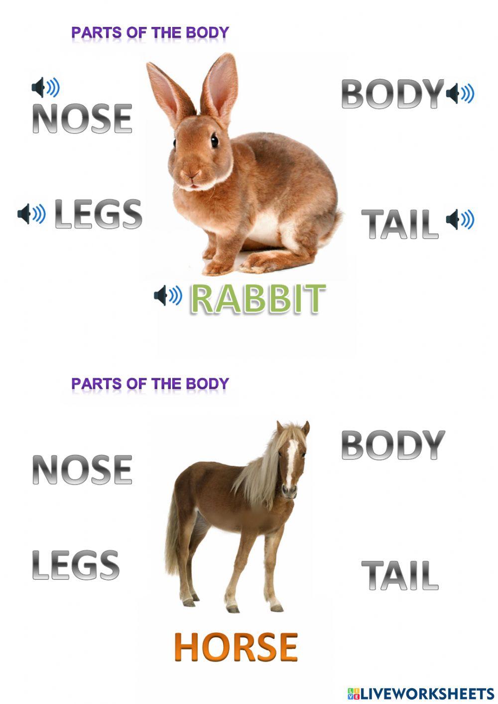 Animals Animals