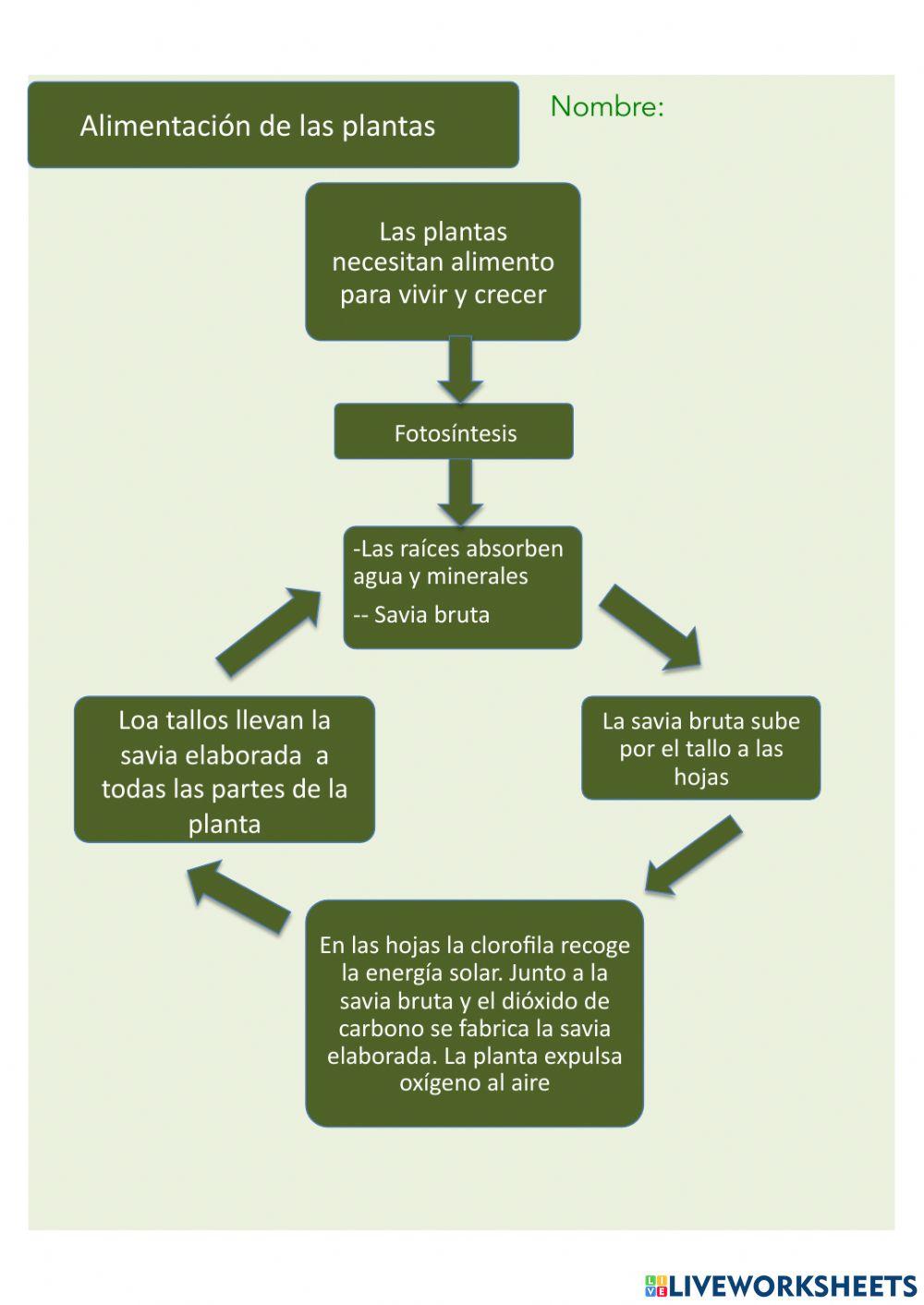 Alimentación de las plantas Esquema