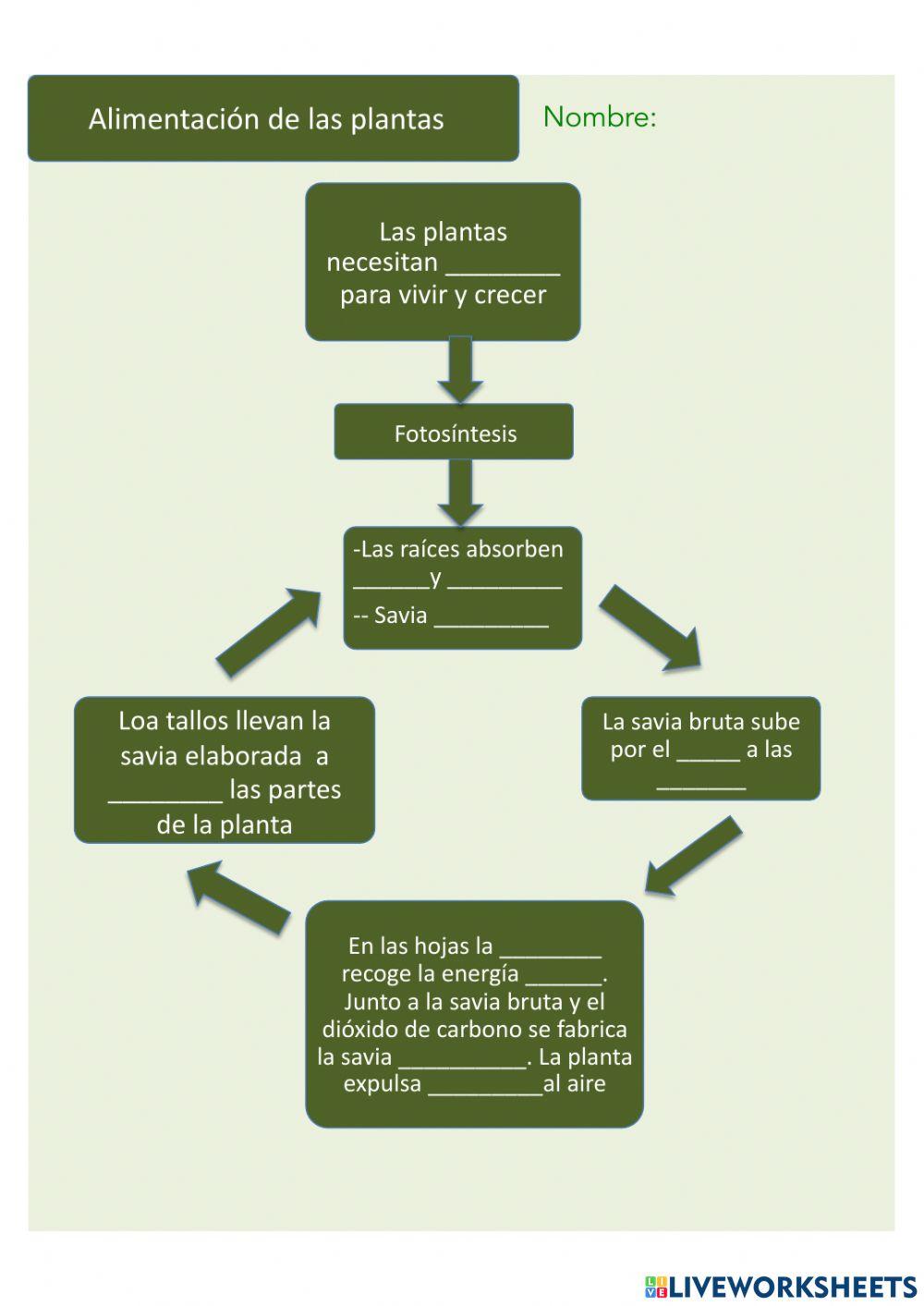Alimentación de las plantas Completar