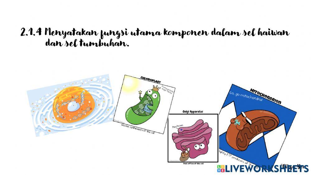 2.1 struktur dan fungsi sel