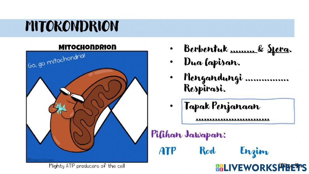2.1 struktur dan fungsi sel