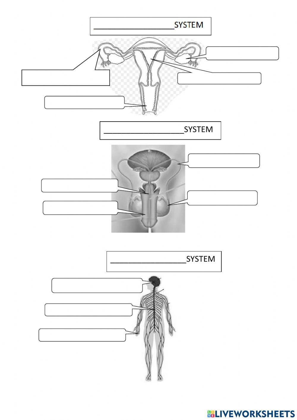Interaction and body systems