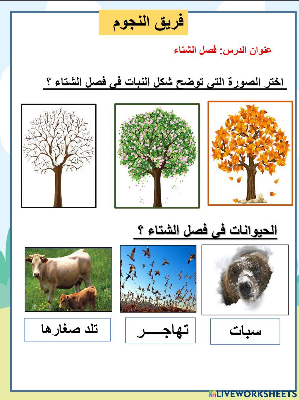 فصل الشتاء نجوم