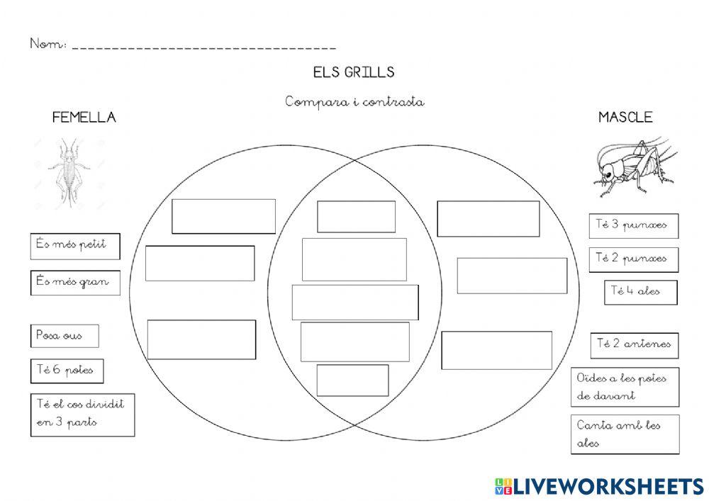 Compara contrasta Grills