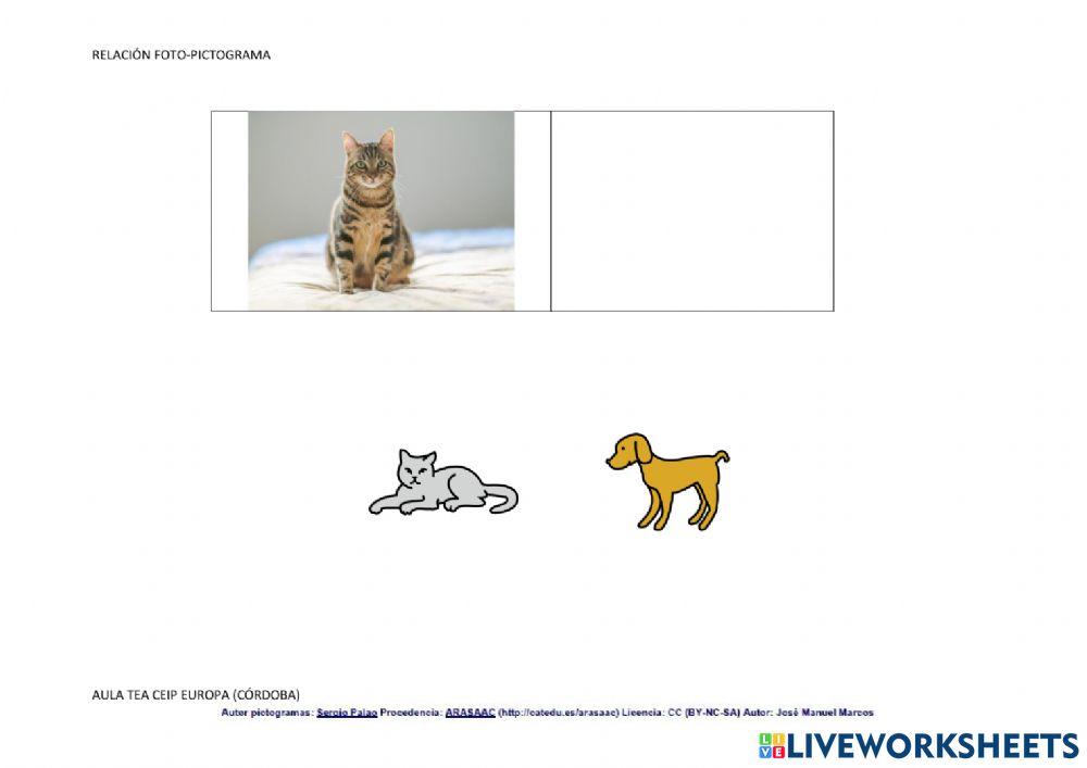 RELACIONAR FOTO-PICTOGRAMA -Los animales-
