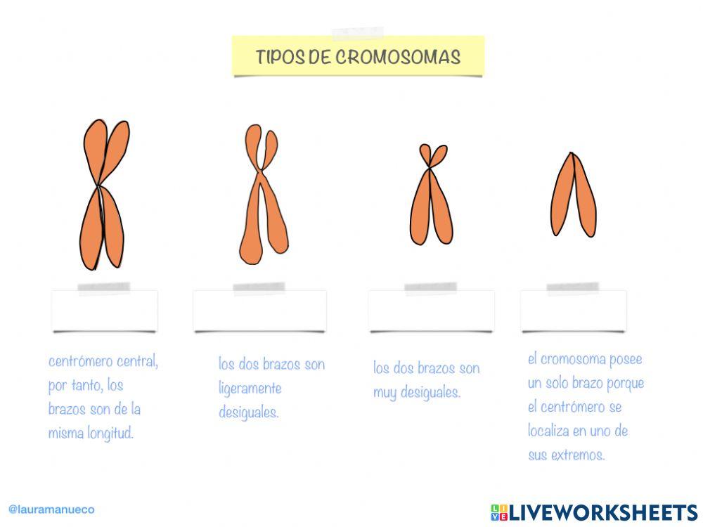 Tipos de cromosomas