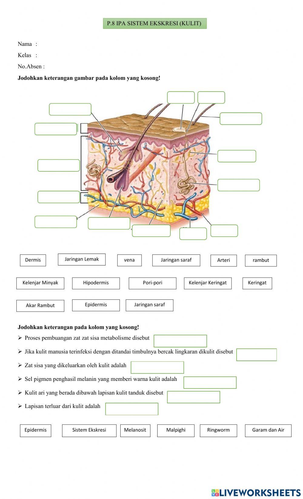 Sistem ekskresi (kulit)