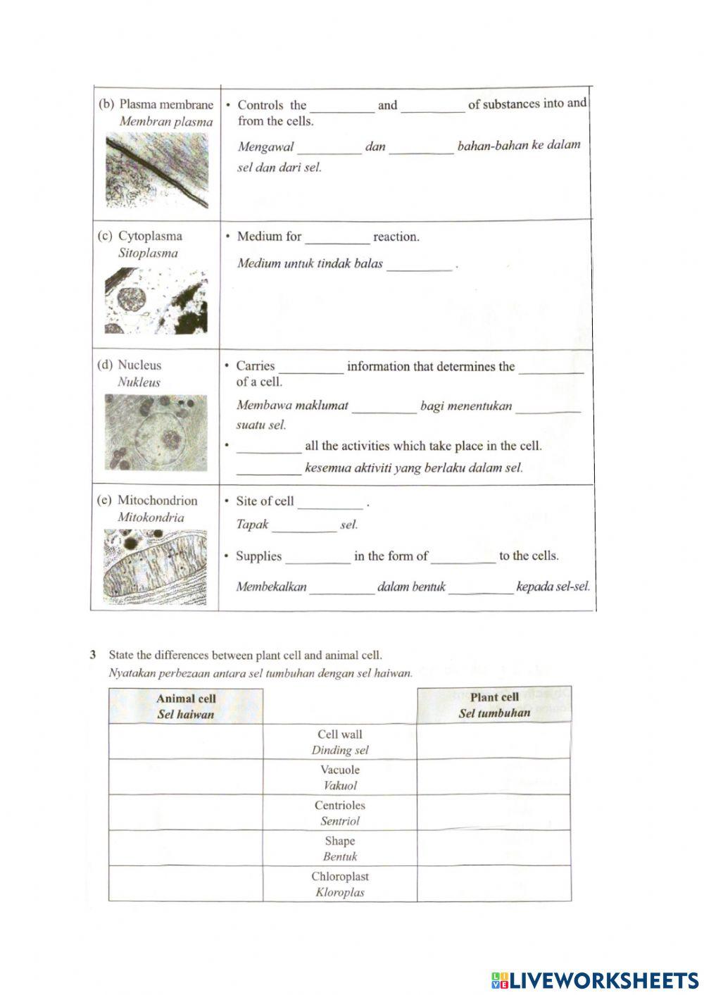 Cell structure and functions