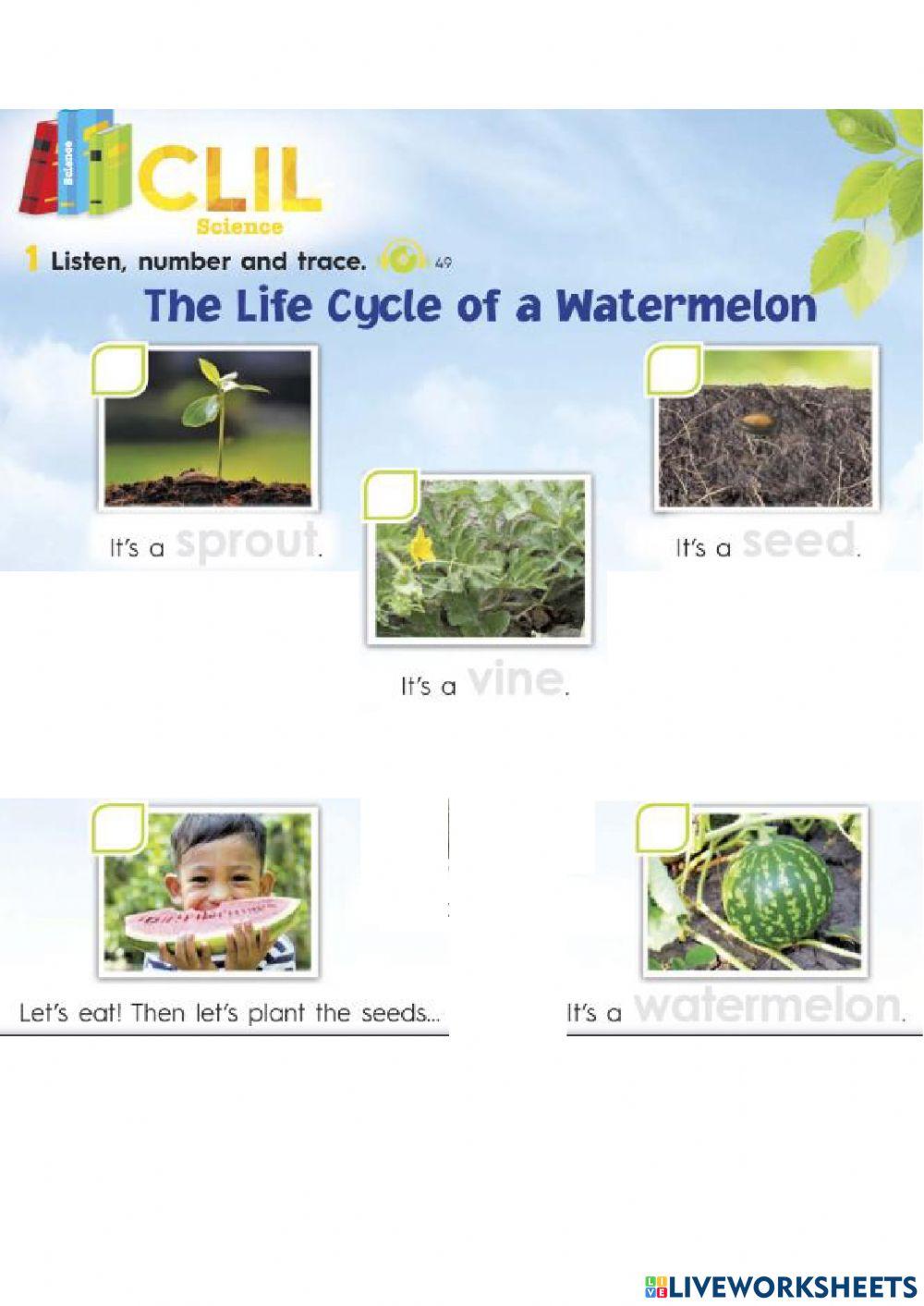 K04 - Watermelon Cycle