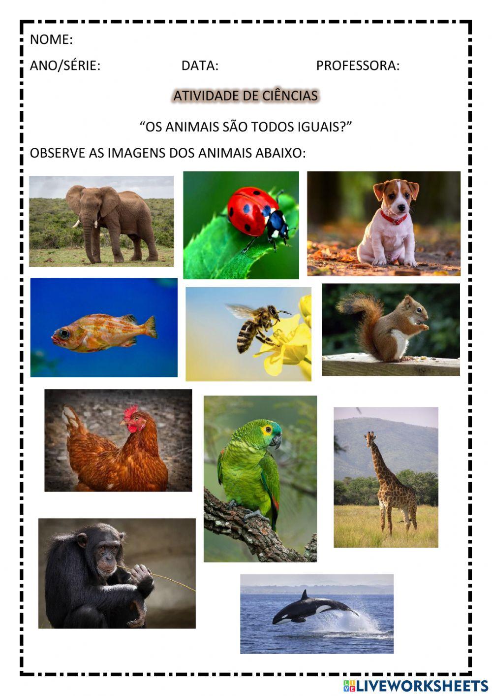 Animais são todos iguais?