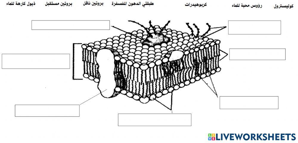 تركيب الغشاء البلازمي