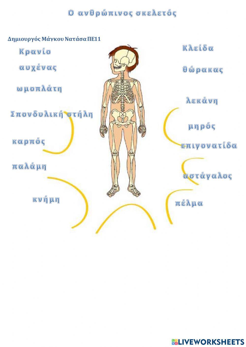 Ο ανθρώπινος σκελετός