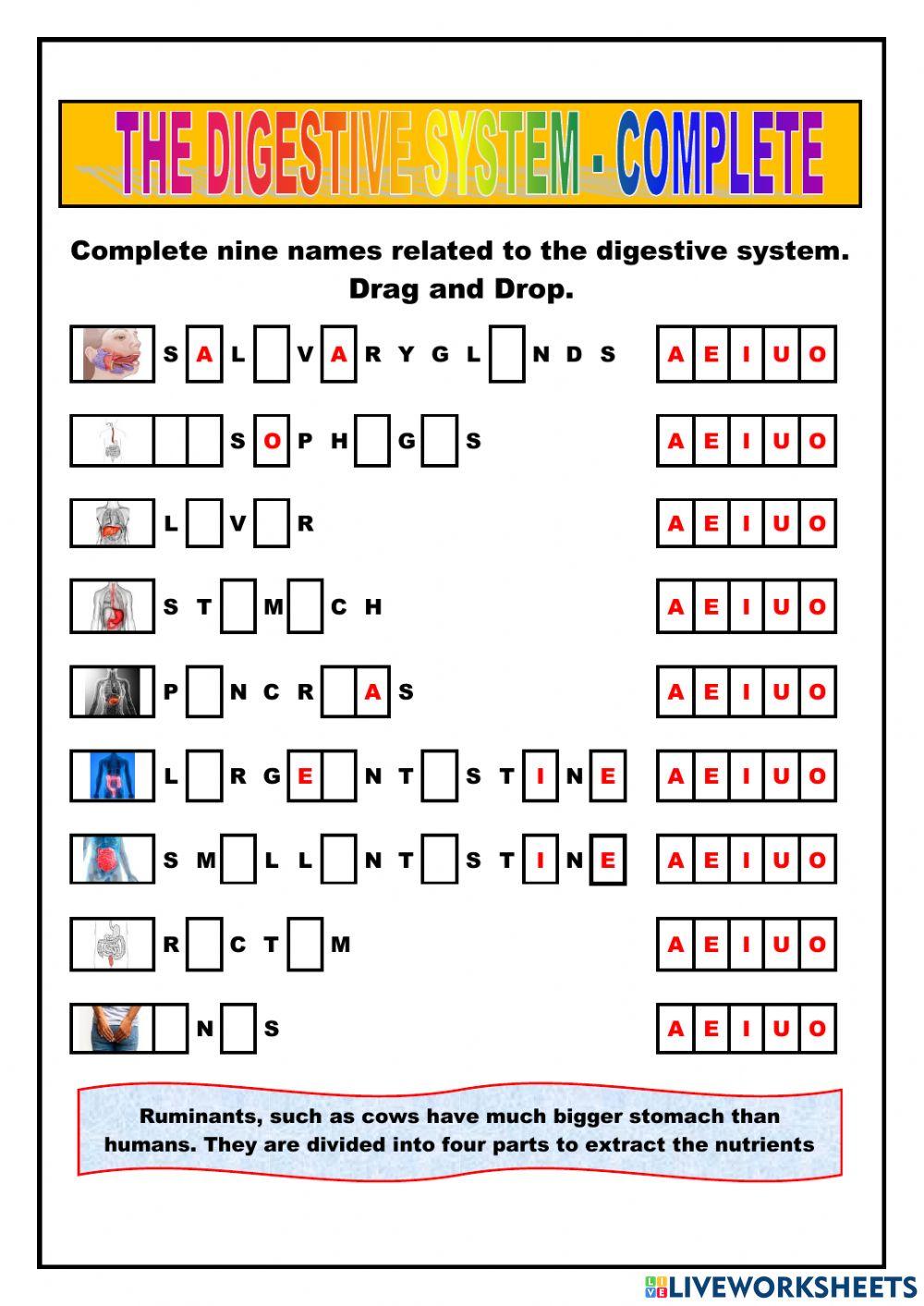 Nutrition - digestive system