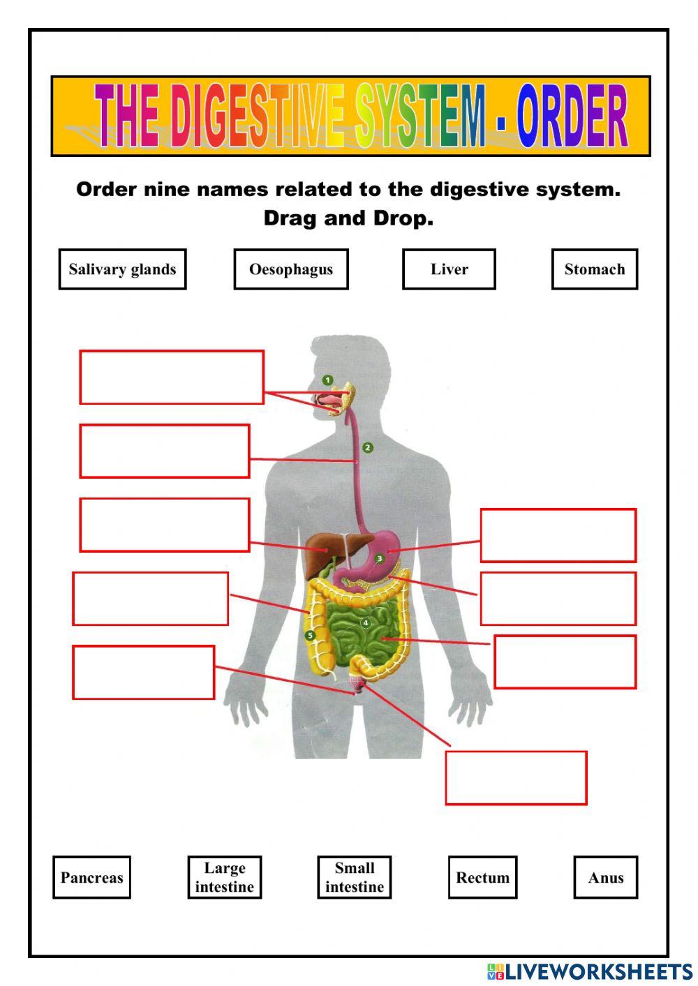 Nutrition - digestive system