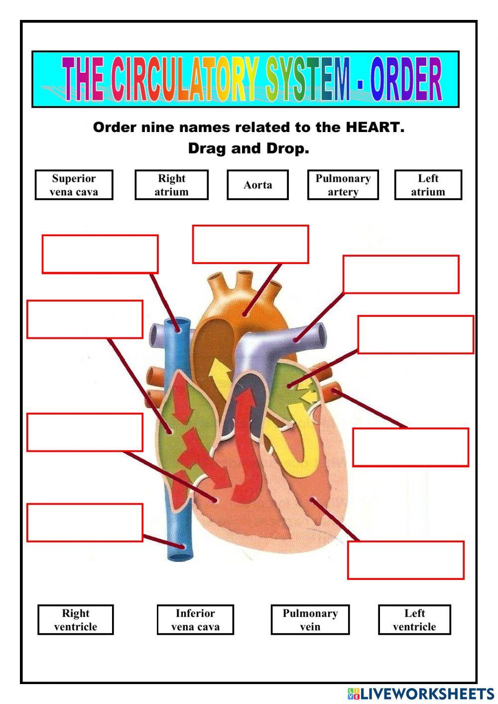 Nutrition - circulatory system